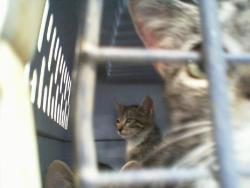 Shelter Stray Male Cat last seen CHARLOTTE, 8315 Byrum Dr, Charlotte, NC 28217, USA