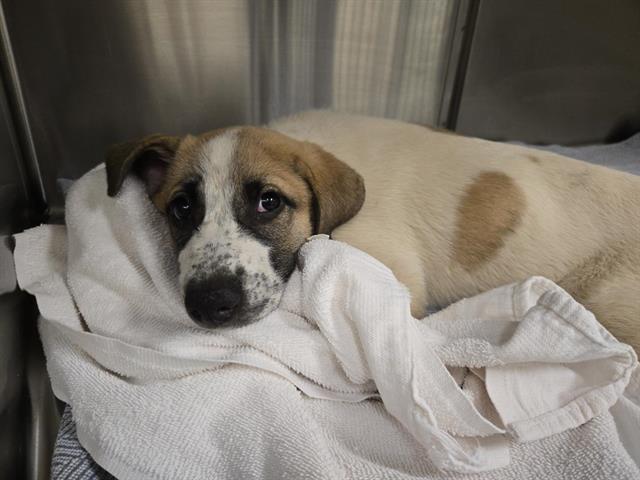 Shelter Stray Female Dog last seen IOWA HILL, 11232 B Ave, Auburn, CA 95603, USA