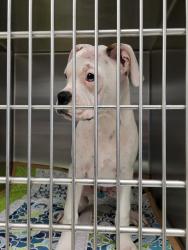 Shelter Stray Female Dog last seen , 11361 W Pico Blvd, Los Angeles, CA 90064, USA