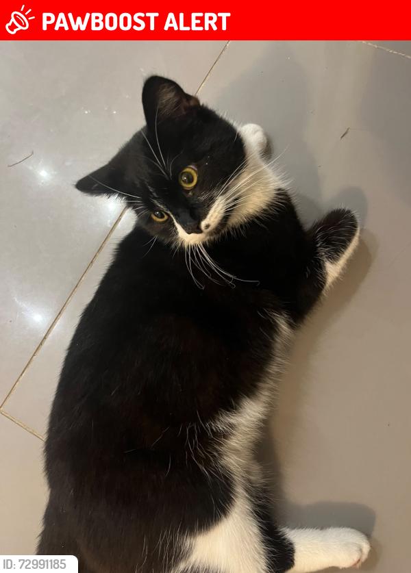 Lost Male Cat last seen On my road, West Midlands, England WV14 6RX