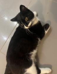 Lost Male Cat last seen On my road, West Midlands, England WV14 6RX
