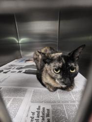 Shelter Stray Female Cat last seen , 11361 W Pico Blvd, Los Angeles, CA 90064, USA