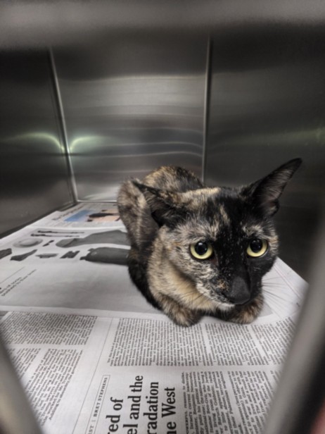 Shelter Stray Female Cat last seen , 11361 W Pico Blvd, Los Angeles, CA 90064, USA