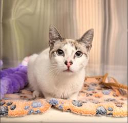 Shelter Stray Male Cat last seen ARMSTRONG AVE/MCGAW AVE, 92606, 6443 Oak Canyon, Irvine, CA 92618, USA