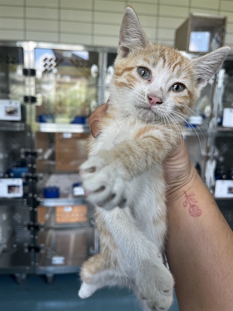 Shelter Stray Female Cat last seen FREEDOM DR, 8311 Freedom Dr, Pearland, TX 77581, USA