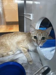Shelter Stray Female Cat last seen WAGON TRAIL RD, 8311 Freedom Dr, Pearland, TX 77581, USA