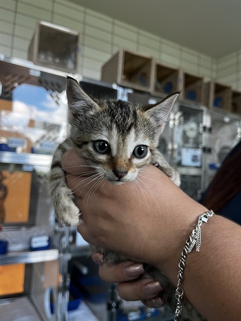 Shelter Stray Female Cat last seen WAGON TRAIL RD, 8311 Freedom Dr, Pearland, TX 77581, USA