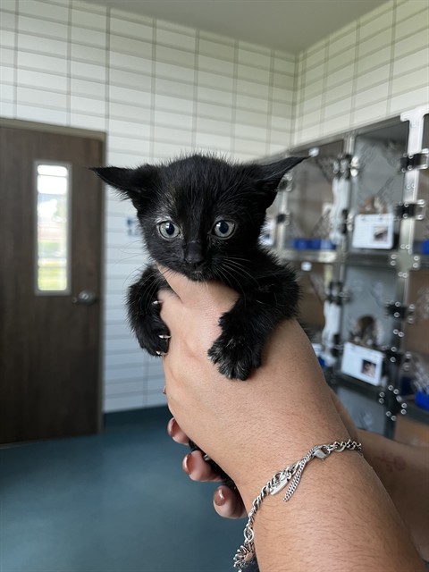 Shelter Stray Female Cat last seen WAGON TRAIL RD, 8311 Freedom Dr, Pearland, TX 77581, USA