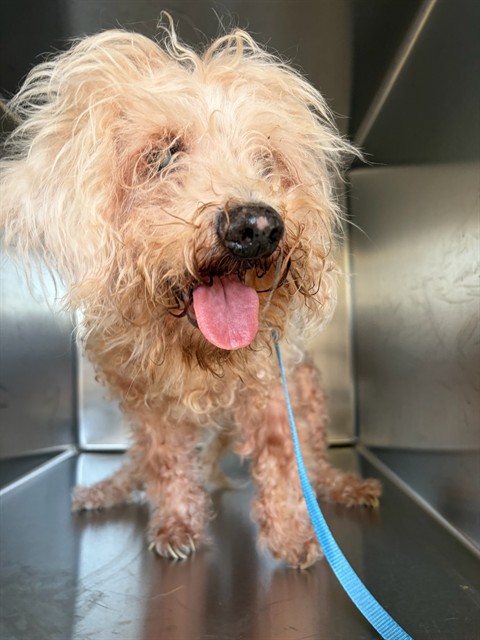 Shelter Stray Female Dog last seen Near BLOCK HOLE AVE, RIVERSIDE, 6851 Van Buren Boulevard, Jurupa Valley, CA 92509, USA