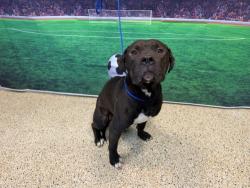 Shelter Stray Male Dog last seen CHROME AVE, 3599 NW 79th Ave, Doral, FL 33122, USA