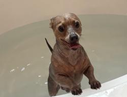 Lost Male Dog last seen Zachary Bay Lane inson TX 77539, Dickinson, TX 77539