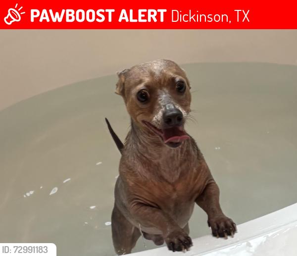 Lost Male Dog last seen Zachary Bay Lane inson TX 77539, Dickinson, TX 77539