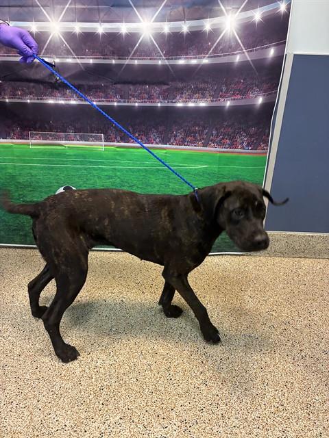 Shelter Stray Female Dog last seen CHROME AVE, 3599 NW 79th Ave, Doral, FL 33122, USA