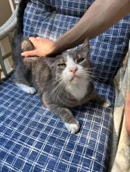 Lost Female Cat last seen Kingsgate Neighborhood, Woodstock, GA 30188