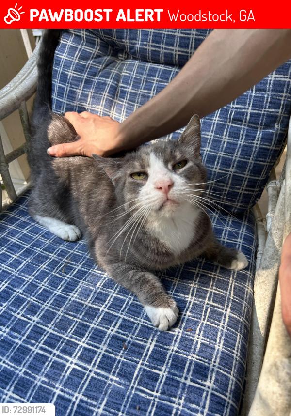 Lost Female Cat last seen Kingsgate Neighborhood, Woodstock, GA 30188
