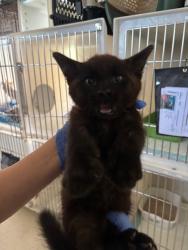 Shelter Stray Male Cat last seen Near BLK GANDOLA ST, BAKERSFIELD, CA, 201 S Mt Vernon Ave, Bakersfield, CA 93307, USA