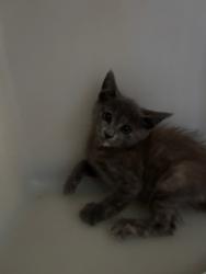 Shelter Stray Female Cat last seen Near BLK GANDOLA ST, BAKERSFIELD, CA, 201 S Mt Vernon Ave, Bakersfield, CA 93307, USA