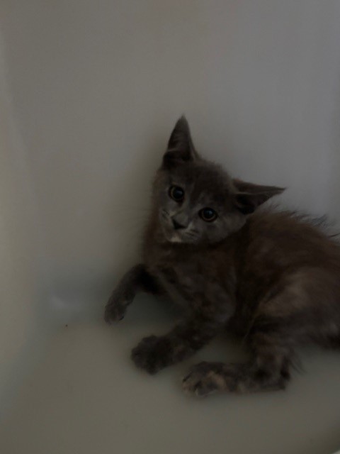 Shelter Stray Female Cat last seen Near BLK GANDOLA ST, BAKERSFIELD, CA, 201 S Mt Vernon Ave, Bakersfield, CA 93307, USA