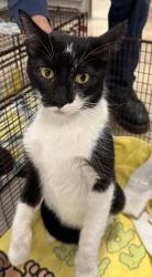 Shelter Stray Female Cat last seen , 14409 Vanowen St, Van Nuys, CA 91405, USA