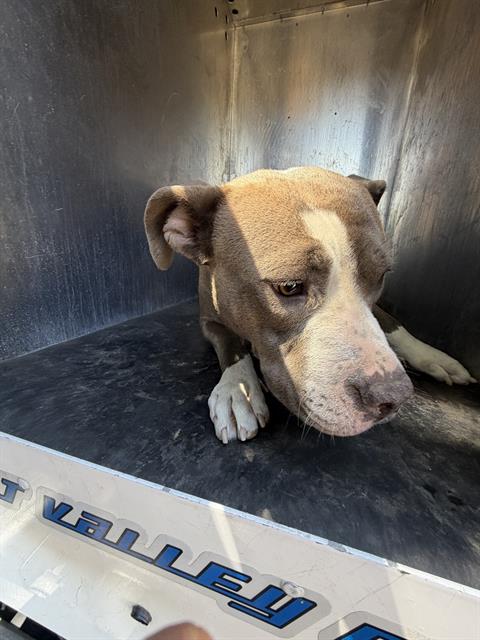 Shelter Stray Female Dog last seen Near BLOCK S BLUE MEADOW DR, TAYLORSVILLE UT 84129, 4522 W 3500 S, West Valley City, UT 84120, USA
