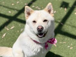 Shelter Stray Female Dog last seen , 957 N Gaffey St, San Pedro, CA 90731, USA