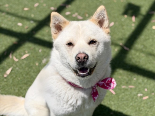 Shelter Stray Female Dog last seen , 957 N Gaffey St, San Pedro, CA 90731, USA