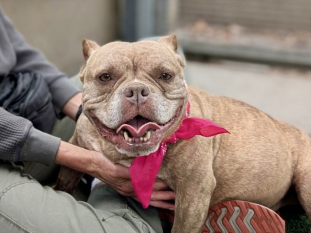 Shelter Stray Female Dog last seen , 957 N Gaffey St, San Pedro, CA 90731, USA
