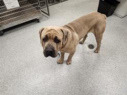 Shelter Stray Male Dog last seen CALVINE RD / BRADSHAW RD, 9150 Union Park Way, Elk Grove, CA 95624, USA