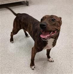 Shelter Stray Female Dog last seen SILVERBERRY LN / CALVINE RD, 9150 Union Park Way, Elk Grove, CA 95624, USA