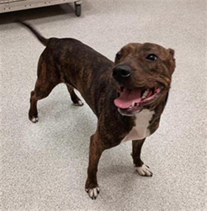 Shelter Stray Female Dog last seen SILVERBERRY LN / CALVINE RD, 9150 Union Park Way, Elk Grove, CA 95624, USA