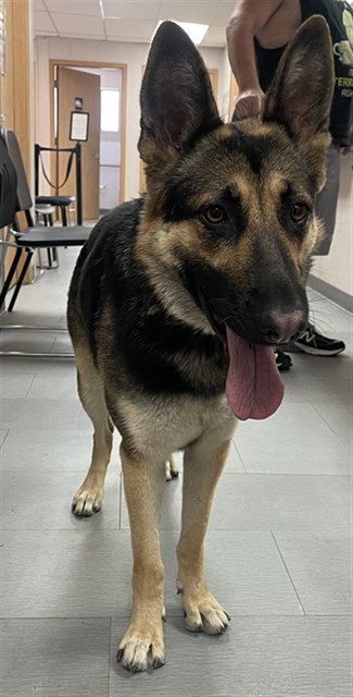 Shelter Stray Female Dog last seen KEYSTONE DR AND MAMMOTH DR, 333 Chandler Pl, San Bernardino, CA 92408, USA
