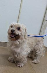 Shelter Stray Male Dog last seen DEVON, 16 Barnes Ct, Hayward, CA 94544, USA