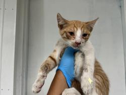 Shelter Stray Male Cat last seen W 21ST ST X N H ST, 333 Chandler Pl, San Bernardino, CA 92408, USA