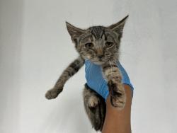 Shelter Stray Female Cat last seen W 21ST ST X N H ST, 333 Chandler Pl, San Bernardino, CA 92408, USA
