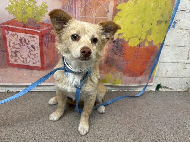 Shelter Stray Male Dog last seen W MARSHALL BLVD X ROBERDS AVE, 333 Chandler Pl, San Bernardino, CA 92408, USA