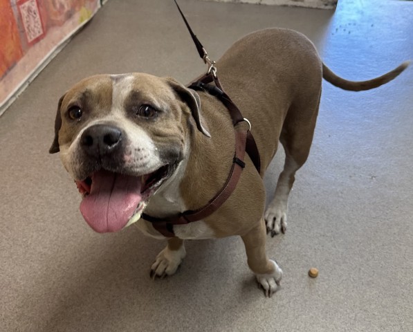 Shelter Stray Female Dog last seen Near BLOCK  W RIALTO AVE, 333 Chandler Pl, San Bernardino, CA 92408, USA