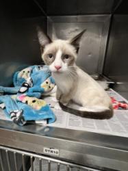 Shelter Stray Male Cat last seen , West Valley Animal Shelter, 20655 Plummer St, Chatsworth, CA 91311, USA