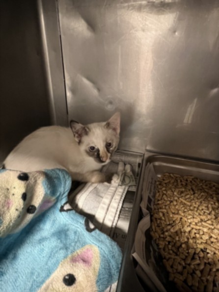 Shelter Stray Female Cat last seen , West Valley Animal Shelter, 20655 Plummer St, Chatsworth, CA 91311, USA