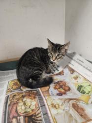 Shelter Stray Male Cat last seen , West Valley Animal Shelter, 20655 Plummer St, Chatsworth, CA 91311, USA