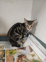 Shelter Stray Female Cat last seen , West Valley Animal Shelter, 20655 Plummer St, Chatsworth, CA 91311, USA