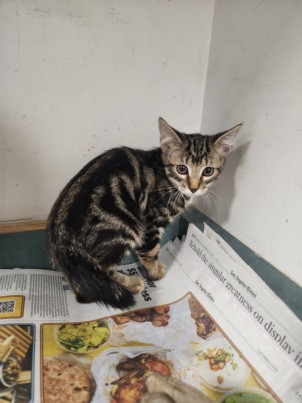 Shelter Stray Female Cat last seen , West Valley Animal Shelter, 20655 Plummer St, Chatsworth, CA 91311, USA