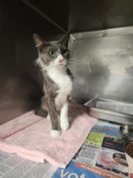 Shelter Stray Female Cat last seen , West Valley Animal Shelter, 20655 Plummer St, Chatsworth, CA 91311, USA