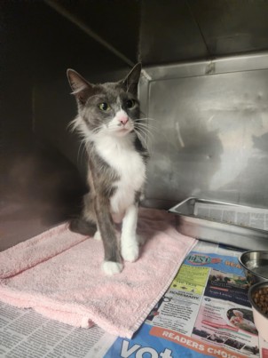 Shelter Stray Female Cat last seen , West Valley Animal Shelter, 20655 Plummer St, Chatsworth, CA 91311, USA
