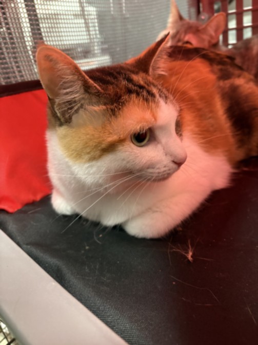 Shelter Stray Female Cat last seen , West Valley Animal Shelter, 20655 Plummer St, Chatsworth, CA 91311, USA