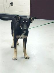Shelter Stray Male Dog last seen Near BLOCK NICKY AVE, FAYETTEVILLE NC 28301, 4704 Corporation Dr, Fayetteville, NC 28306, USA