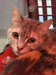Shelter Stray Female Cat last seen , West Valley Animal Shelter, 20655 Plummer St, Chatsworth, CA 91311, USA
