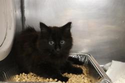Shelter Stray Unknown Cat last seen Near BLOCK ATLANTIC DR, 127 Humane Ln, Columbia, SC 29201, USA