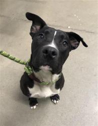 Shelter Stray Female Dog last seen Near BLOCK W ASHLAN AVE, FRESNO CA 93722 4379, 5277 E Airways Blvd, Fresno, CA 93727, USA