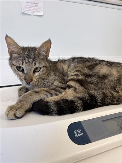 Shelter Stray Male Cat last seen Near BLOCK N ABBY ST, FRESNO CA 93726 5402, 5277 E Airways Blvd, Fresno, CA 93727, USA