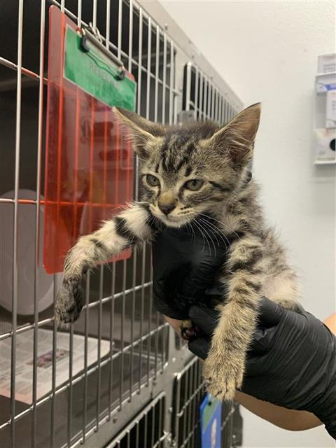 Shelter Stray Male Cat last seen Near BLOCK N BLOSSER AVE, FRESNO CA 93711 1005, 5277 E Airways Blvd, Fresno, CA 93727, USA